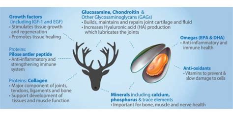 Do Joint Supplements for Dogs Work? A Vet Oughta Know... - Dr. Buzby's ...