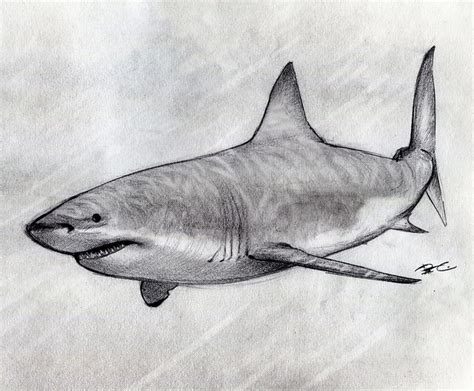 Great White Shark sketch | Explore Kaiser-EVA's photos on Fl… | Flickr - Photo Sharing!