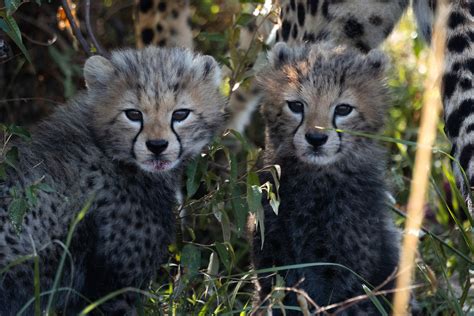 Cheetah Cubs Dies From Sweltering Heat in India, Raising Criticism Against the Government’s ...