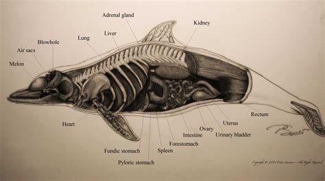 Pietro Saviano – Ultrasonography in dolphins