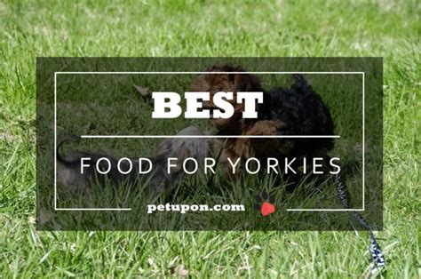 5 Best Dog Food for Yorkies with Allergies