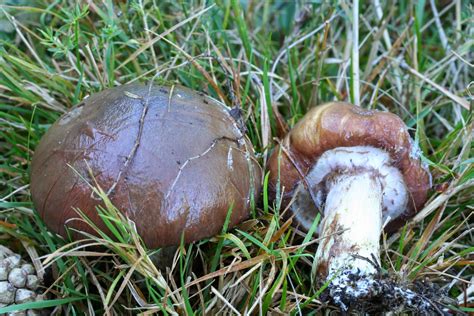 Guía de Setas y Hongos de Navarra.: Suillus luteus (L ex Fr)S.F.Gray