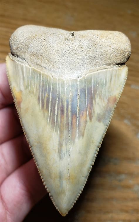 Great white tooth : r/FossilPorn