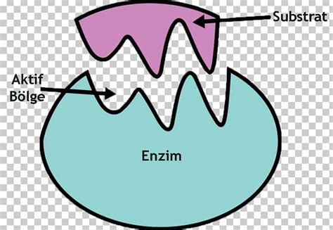 Enzyme Substrate Catalysis Active Site Chemical Reaction PNG, Clipart, Active Transport, Angle ...