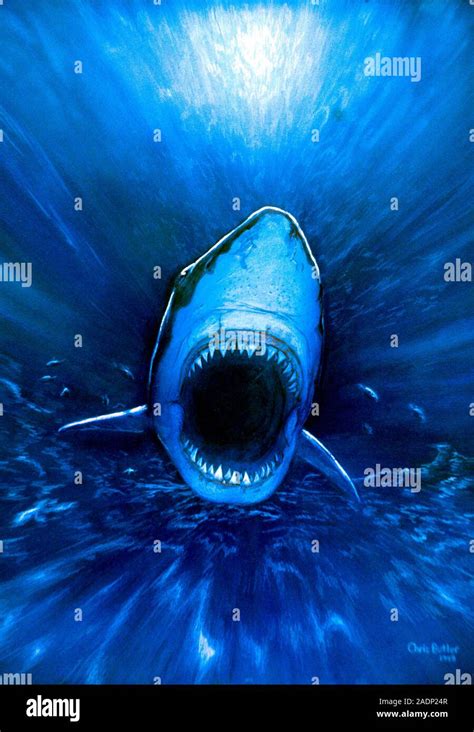 Great white shark attack. Artwork of a great white shark (Carcharodon carcharias) charging into ...