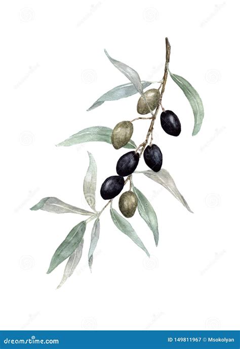 Olive Branch Watercolor Painting on White Background. Stock Image - Image of branch, cook: 149811967