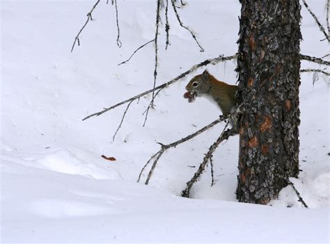 Animals move atop and beneath snow – Naturally North Idaho