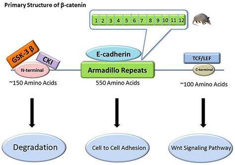 Exon 3 mutations of CTNNB1 drive tumorigenesis: a review | Oncotarget