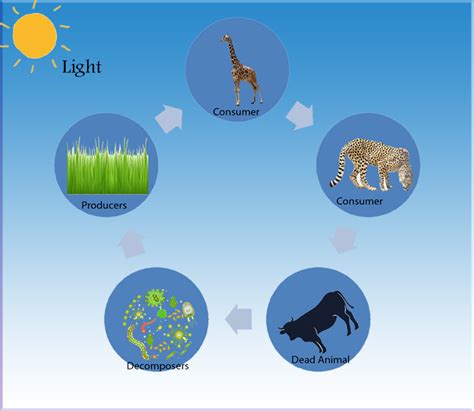 What is an Ecosystem? Examples of Ecosystem