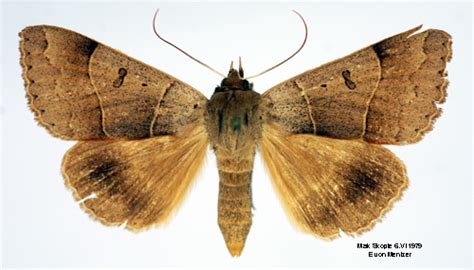 Minucia lunaris (Insecta: Lepidoptera: Noctuidae)