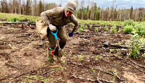 Canadian Tree Planter Smashes World Record For Most Trees Planted In 24 ...