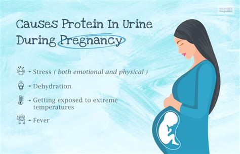 Protein In Urine During Pregnancy? All Questions Answered