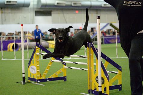 Dog Agility Classes — Doggie Academy in Brooklyn, New York