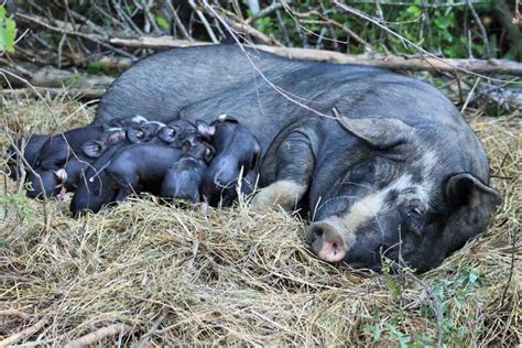 Berkshire Hogs — Whitney Creek Farm