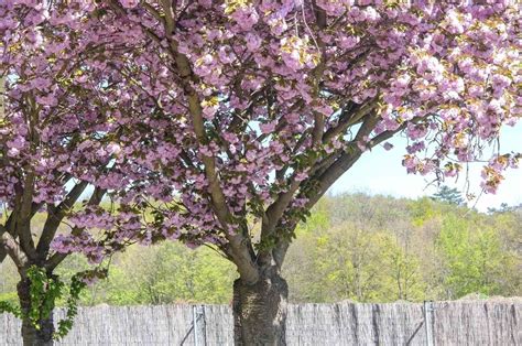 Japanese Cherry Blossom Leaves