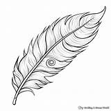 Realistic Peacock Coloring Pages  Free & Printable sketch template