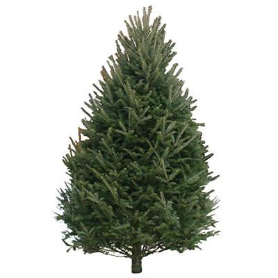 10-12 Ft Balsam Fir Real Christmas Tree