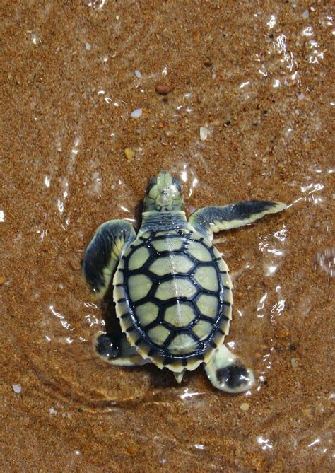 Baby Cute Hawksbill Sea Turtle : Cute Baby Turtles - We Need Fun - Here's why this is such a big ...