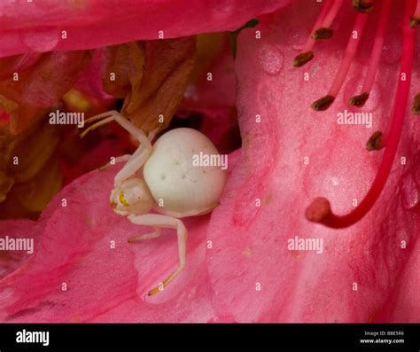 White crab spider hi-res stock photography and images - Alamy