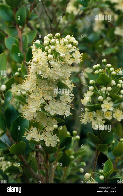 Clusters of white flowers from Luma apiculata syn Myrtus luma, on stems ...