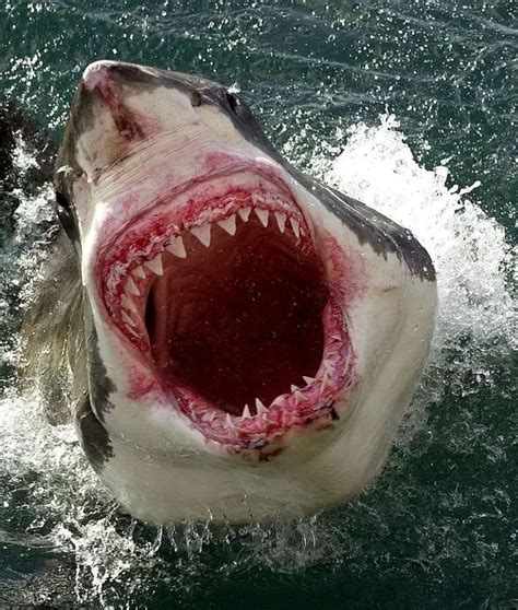 Flipboard: Great white shark panic as beast spotted prowling off Bondi ...