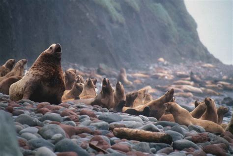 Stellar Sea Lion | Lauber Lon E, U.S. Fish and Wildlife Service ...