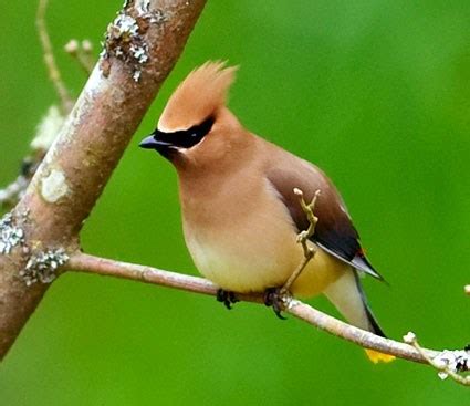 Cedar Waxwing | Celebrate Urban Birds