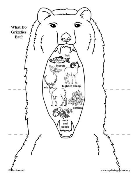 What Do Grizzly Bears Eat? Foldable Activity