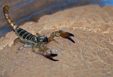 Eating Scorpions: Survival Food or Survival of The Planet