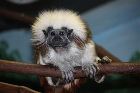 Cotton-top tamarins - James' website