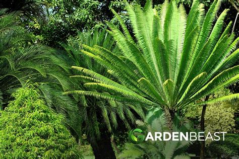 Pygmy Date Palm Guide: How to Grow & Care for “Phoenix roebelenii”