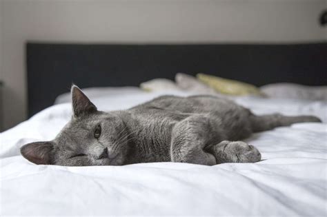 Cat Sleeping Habits: Keep Cats Out Of Your Bedroom For A Better Night’s Sleep