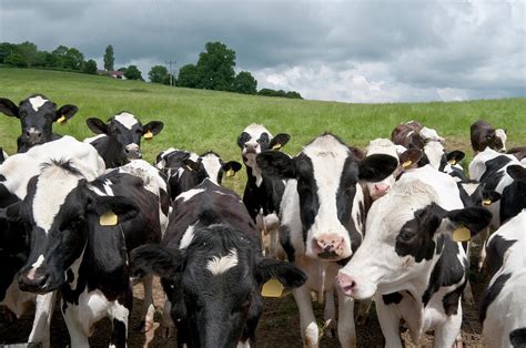 A Picture Of A Herd Of Cows In A Field by Tbradford