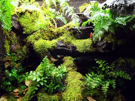 Terrarium Wallpapers - Top Free Terrarium Backgrounds - WallpaperAccess