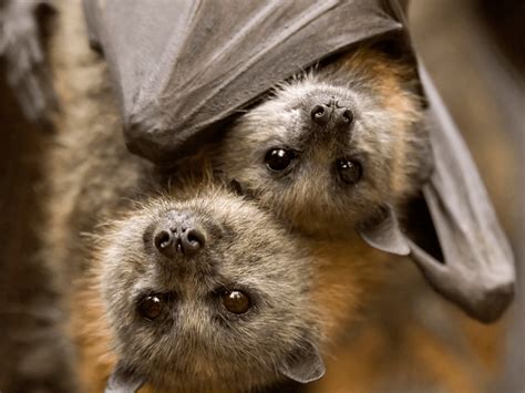 Bats are mammals, not birds, as they give birth to a live young, nurse ...