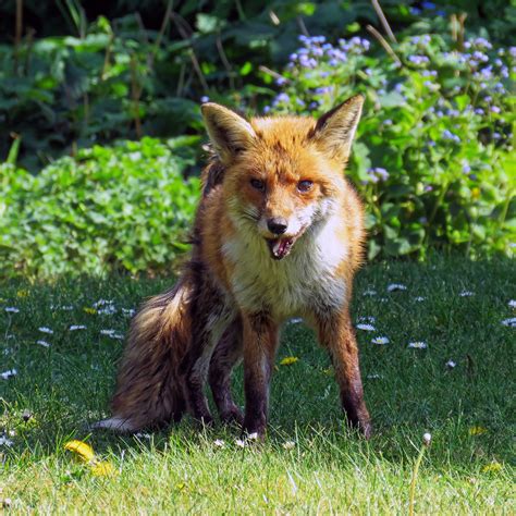 City of London Cemetery, Newham, London England - fox 13 | Flickr