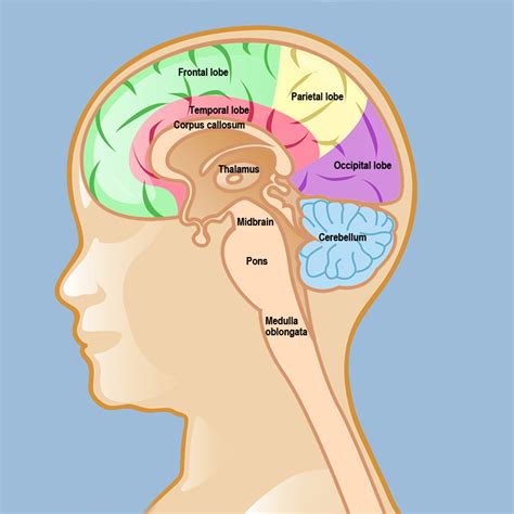 Thalamus Brain