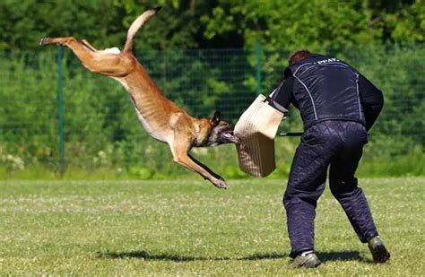 Belgian Malinois - Description, Energy Level, Health, Interesting Facts