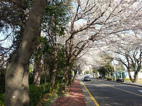 Free Images : tree, flower, spring, cherry blossom, flowers, korea ...