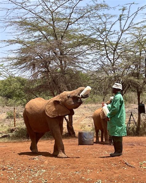 What To Expect When Visiting Sheldrick Elephant Orphanage