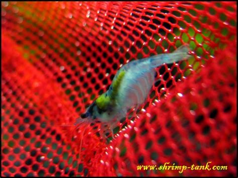 Blue velvet neocaridina shrimps @ Shrimp Tank