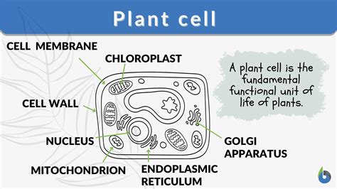 Plant cell - Definition and Examples - Biology Online Dictionary