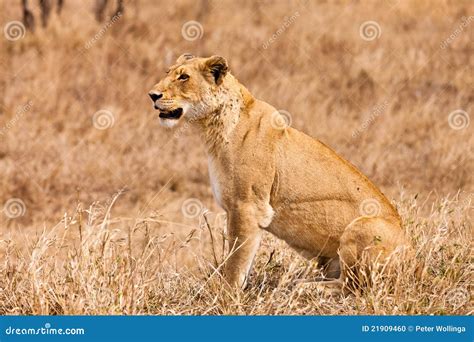 Female Lion Sitting In The Grass Stock Photo - Image: 21909460