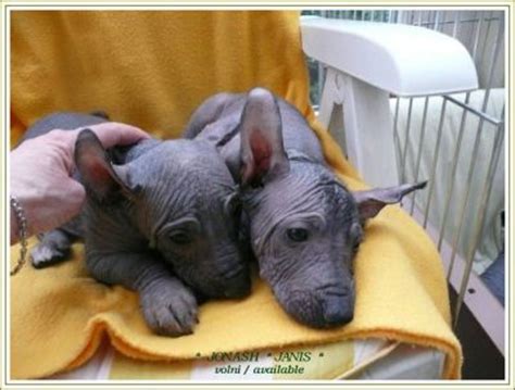 Peruvian Hairless Dog - large - puppies