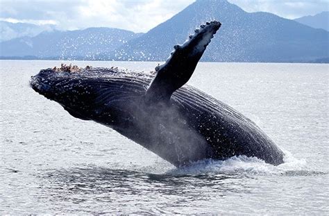 Alaska Wildlife | Cruise excursions, Alaska cruise, Alaska cruise excursions