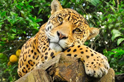 Un primer plano de la cabeza de un jaguar adulto en la selva amazónica ...