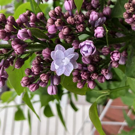 macro photo violet blooming syringa flowers 7180340 Stock Photo at Vecteezy