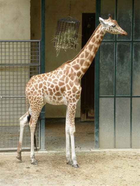 kordofan giraffe by Feridwyn on DeviantArt