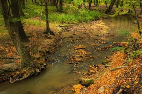 Premium Photo | Flowing stream in the autumn forest