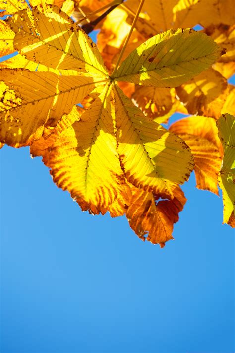 Yellow Horse Chestnut Tree Leaves Free Stock Photo - Public Domain Pictures